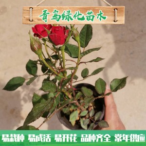 青州玫瑰基地直销微型玫瑰 四季玫瑰 绿化工程用微型玫瑰批发价格