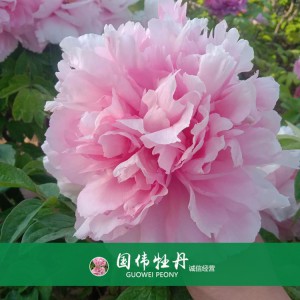 精品牡丹 菏泽牡丹苗批发 牡丹苗价格 国伟牡丹苗种植基地 常年供应牡丹苗