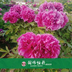精品牡丹 菏泽牡丹苗批发 牡丹苗价格 国伟牡丹苗种植基地 常年供应牡丹苗