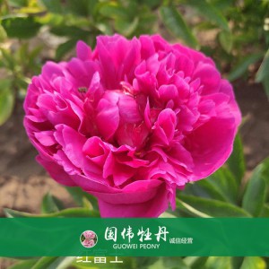 芍药价格 芍药种植基地  芍药直供 重瓣芍药