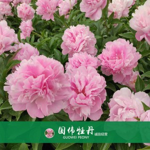 芍药价格 山东观赏牡丹 观赏芍药价格 牡丹芍药种植基地