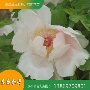 油用牡丹花 菏泽牡丹 油用牡丹种苗价格 泰盛牡丹