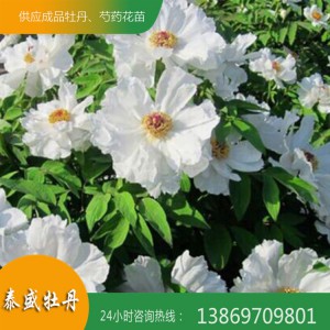 油用牡丹花 菏泽牡丹 油用牡丹种苗价格 泰盛牡丹