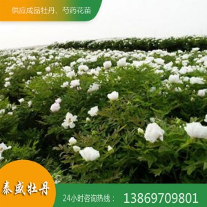油用牡丹花 菏泽牡丹 油用牡丹种苗价格 泰盛牡丹