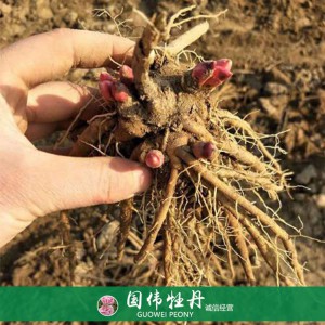 观赏芍药苗基地 芍药小苗 芍药种苗