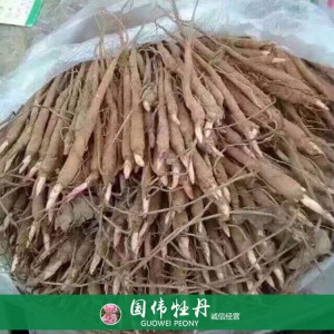 出售芍药苗 药用芍药苗 苗圃直销 现货供应