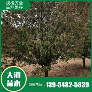 批发绚丽海棠 绚丽海棠种植基地 泰安绚丽海棠销售 大海苗木