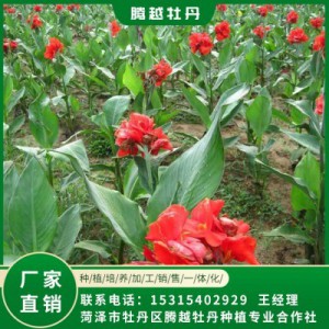 美人蕉 全国销售 存活率高 品种多 价格合理