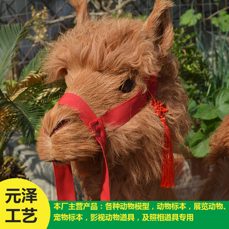 高仿真骆驼销售 造型逼真骆驼 专业定做
