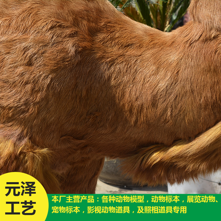 高仿真骆驼销售 造型逼真骆驼 专业定做