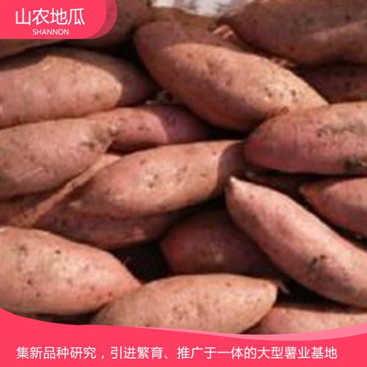 山東濰坊 廠家直銷地瓜苗 批發紅薯種苗 高品質地瓜苗批發