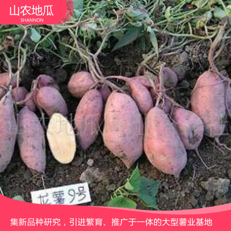 山東濰坊 廠家直銷地瓜苗 批發紅薯種苗 高品質地瓜苗批發