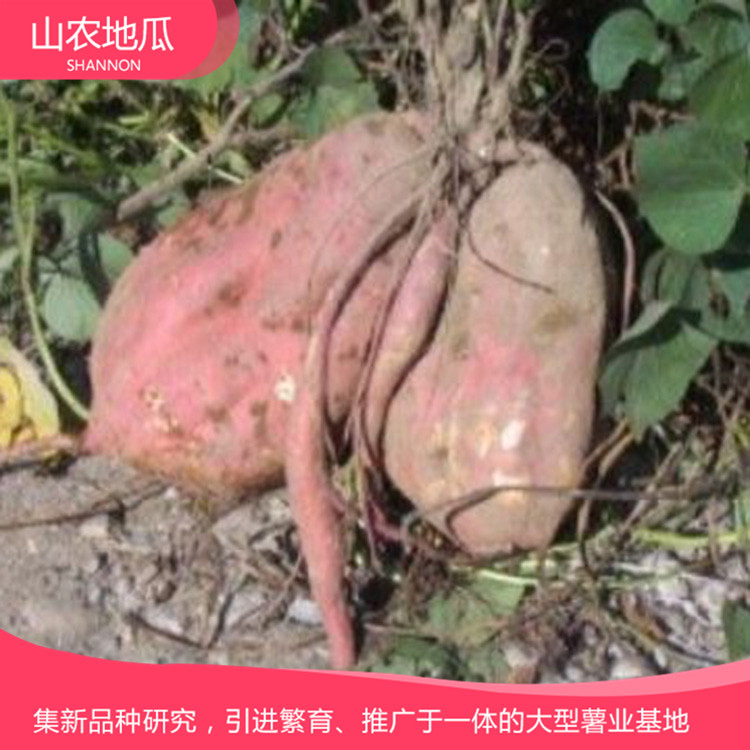 山東濰坊 廠家直銷地瓜苗 批發紅薯種苗 高品質地瓜苗批發