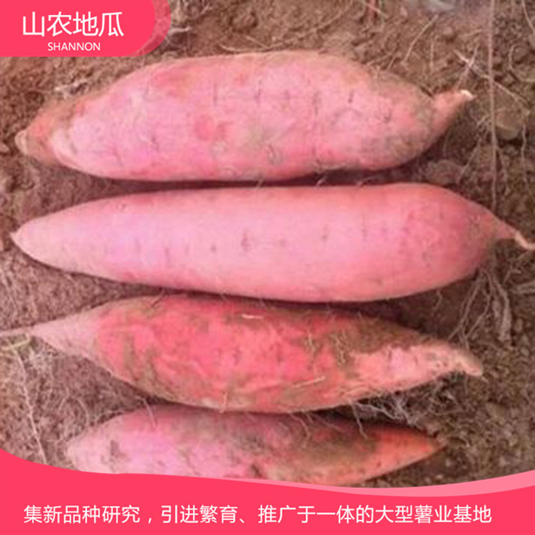山東濰坊 廠家直銷地瓜苗 批發紅薯種苗 高品質地瓜苗批發