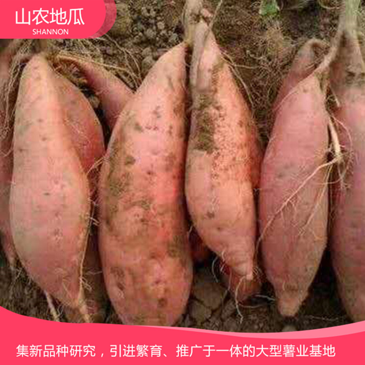 山東濰坊 廠家直銷地瓜苗 批發紅薯種苗 高品質地瓜苗批發
