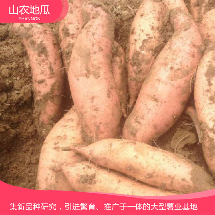 山東濰坊 廠家直銷地瓜苗 批發紅薯種苗 高品質地瓜苗批發