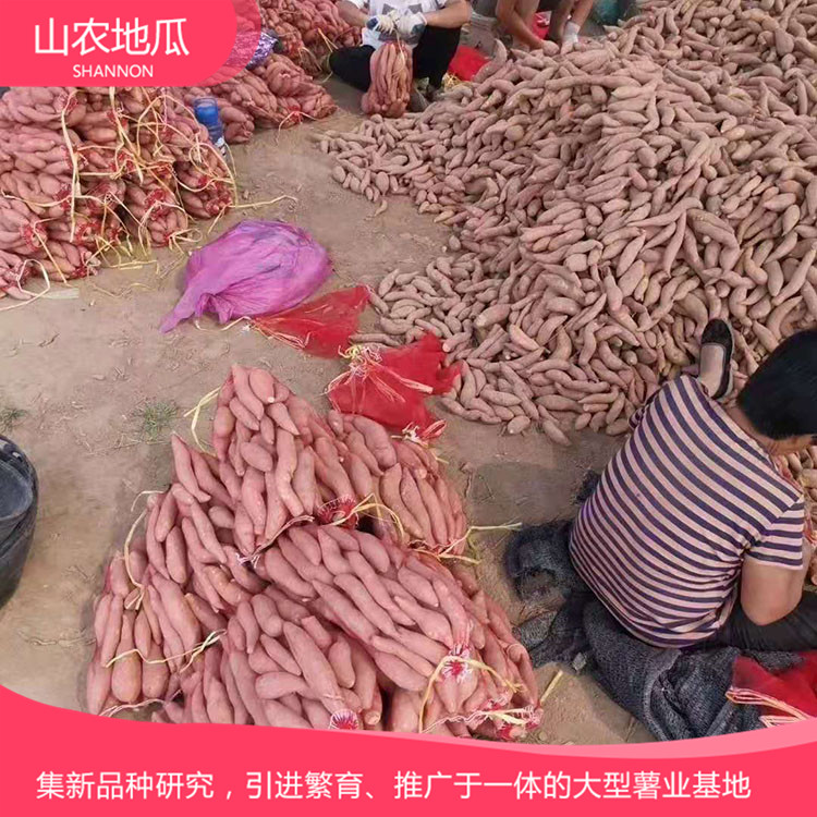 高品質(zhì)地瓜菏澤紅丹地瓜種植 龍署九號(hào)地瓜基地直銷 廠家直銷西瓜紅價(jià)格