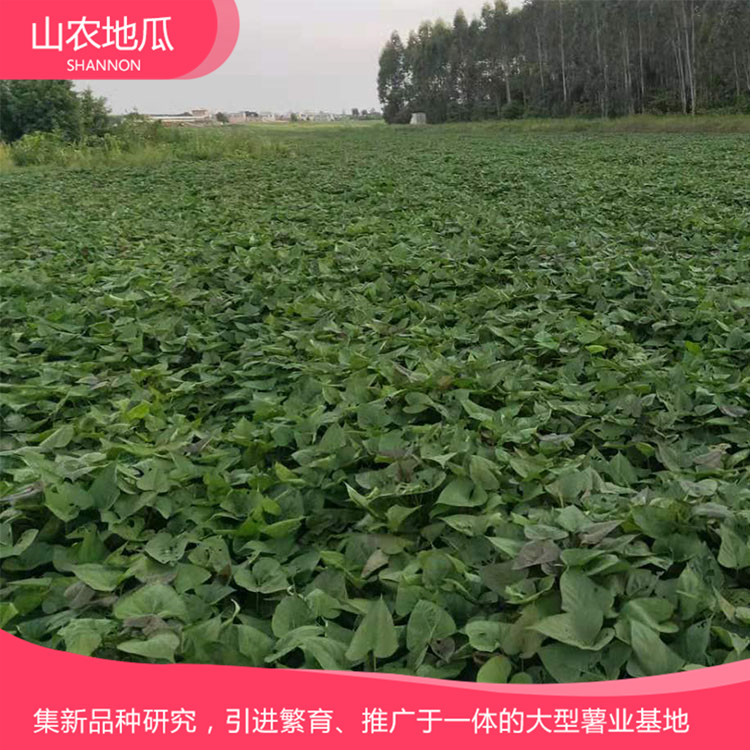 高品質(zhì)地瓜菏澤紅丹地瓜種植 龍署九號(hào)地瓜基地直銷 廠家直銷西瓜紅價(jià)格
