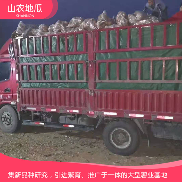 山東威海煙薯25 鶯歌 商薯19地瓜苗批發(fā) 普薯32 秦薯8號(hào)批發(fā)