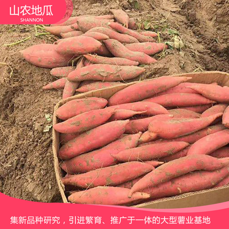 高品質地瓜菏澤紅丹地瓜種植 商薯19地瓜苗批發 廠家直銷西瓜紅價格