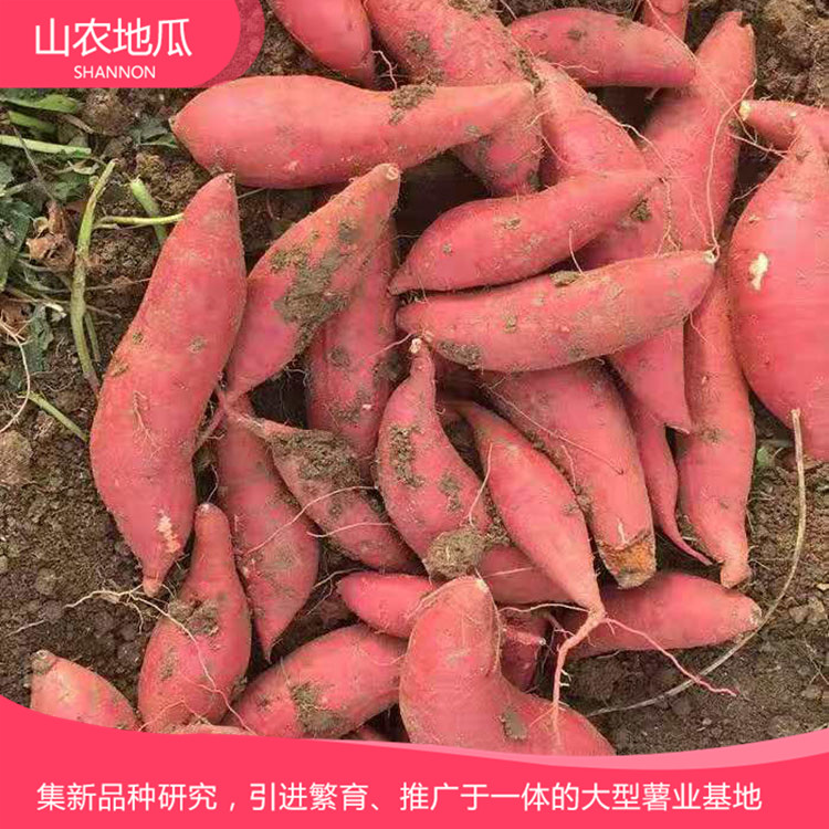 高品質地瓜菏澤紅丹地瓜種植 商薯19地瓜苗批發(fā) 普薯32 秦薯8號批發(fā)