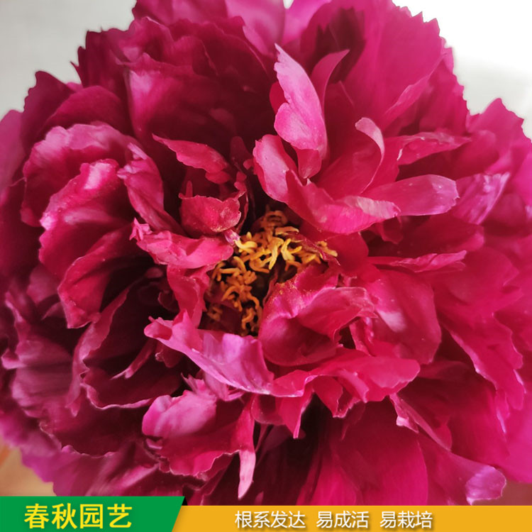 春節催花牡丹 室內盆栽牡丹 品種眾多 耐寒喜陽 花色多
