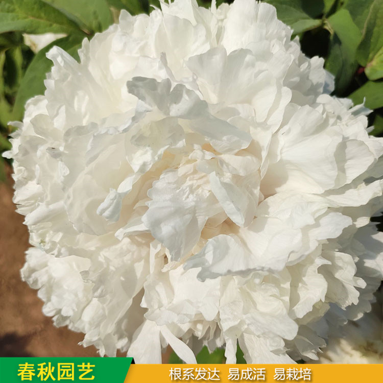 春節(jié)催花牡丹 室內(nèi)盆栽牡丹 品種眾多 重瓣多枝