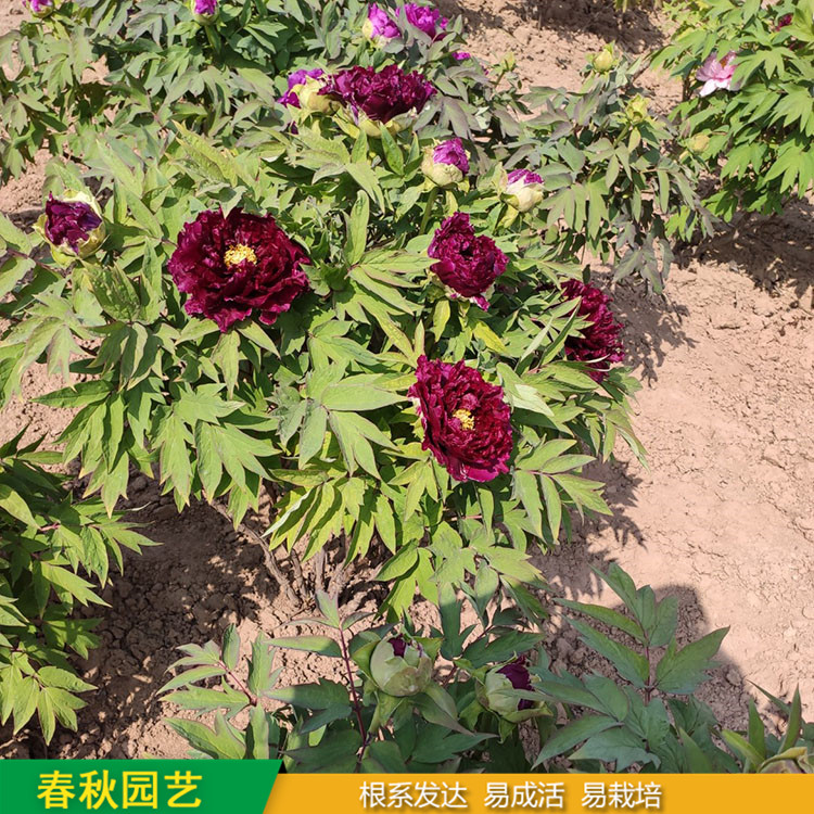 春節(jié)催花牡丹 室內(nèi)盆栽牡丹 品種眾多 重瓣多枝