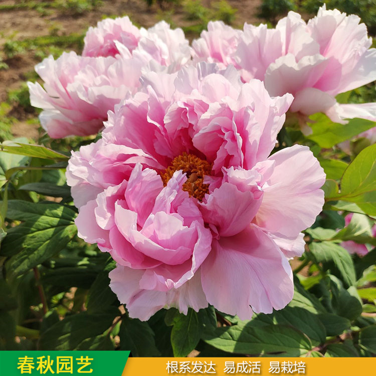 春節(jié)催花牡丹 室內(nèi)盆栽牡丹 品種眾多 重瓣多枝