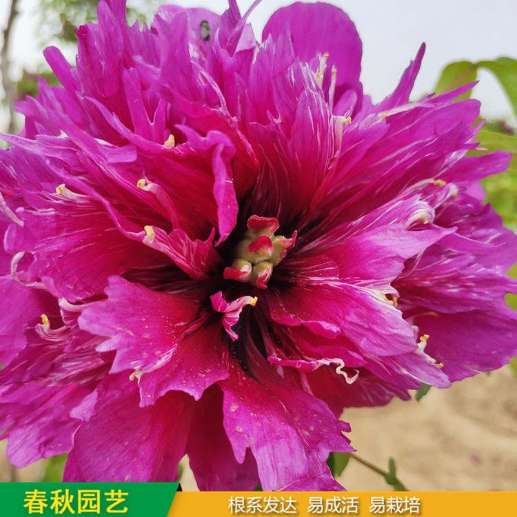 精品觀賞牡丹 室內盆栽牡丹 品種眾多 耐寒喜陽 花色多