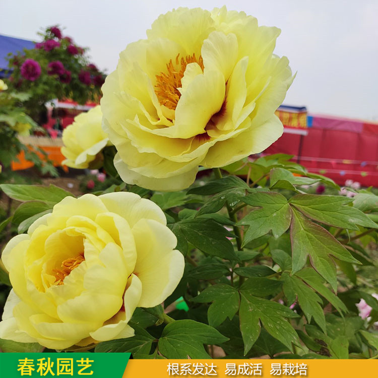 春節催花牡丹 庭院栽培牡丹花 品種眾多 耐寒喜陽 花色多