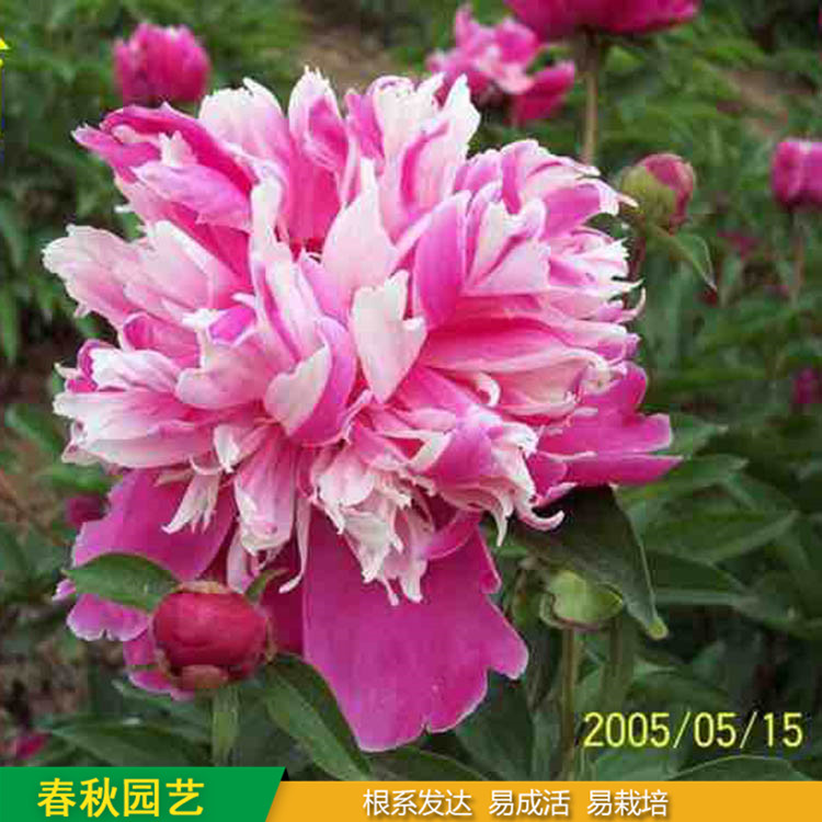 多色芍藥 精品千層芍藥花 大花芍藥品種 春秋園藝