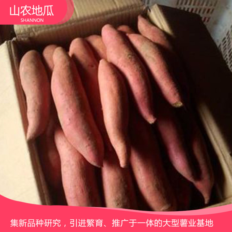 批发销售地瓜苗 地瓜苗种植基地 欢迎咨询